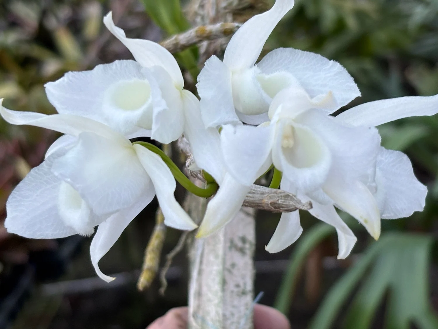 Dendrobium anosmum 'Snow Angel' (Honohono) — Vintage Green Farms